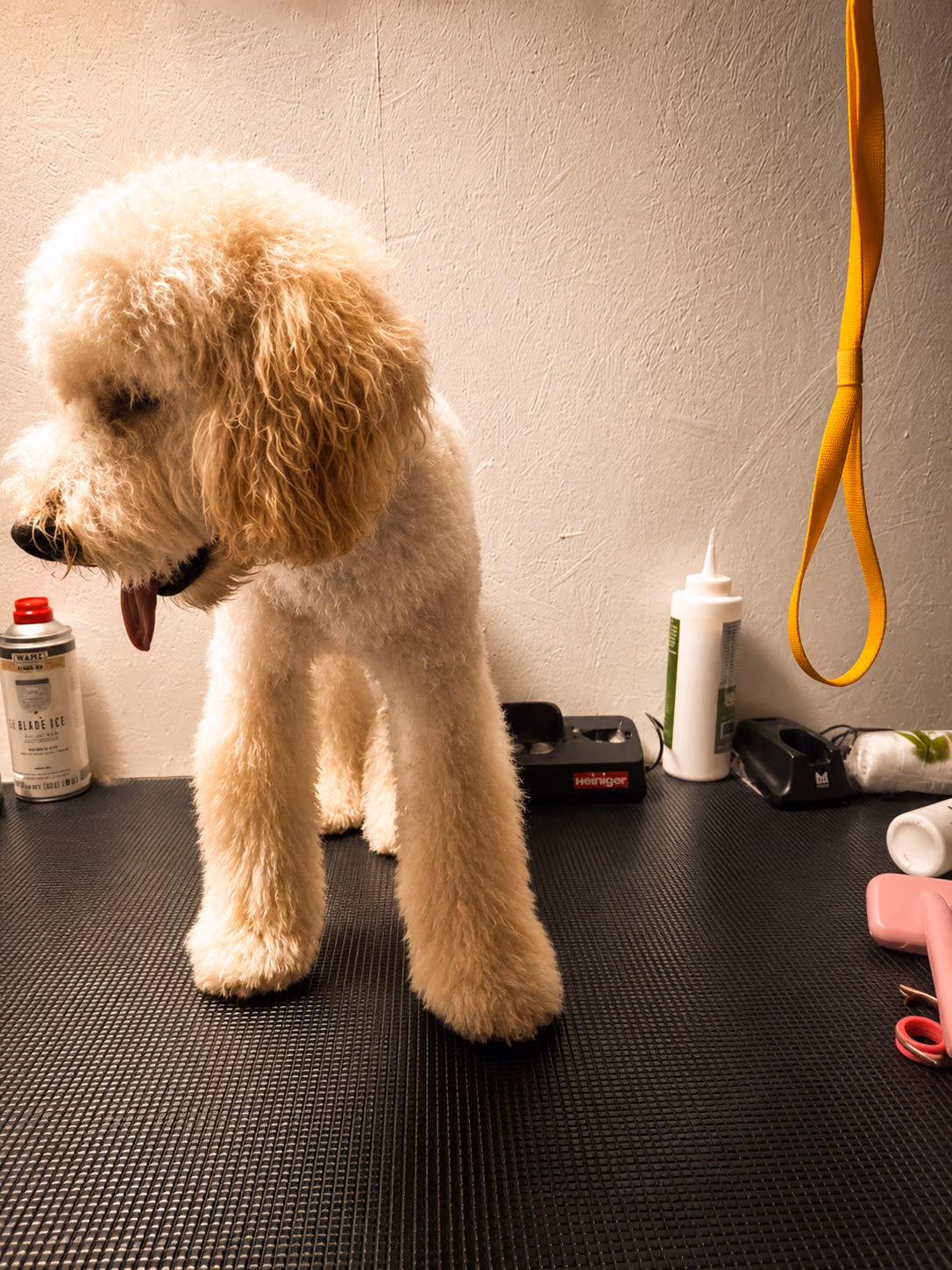 Hund auf dem Pflegetisch bei Trendy Tails
