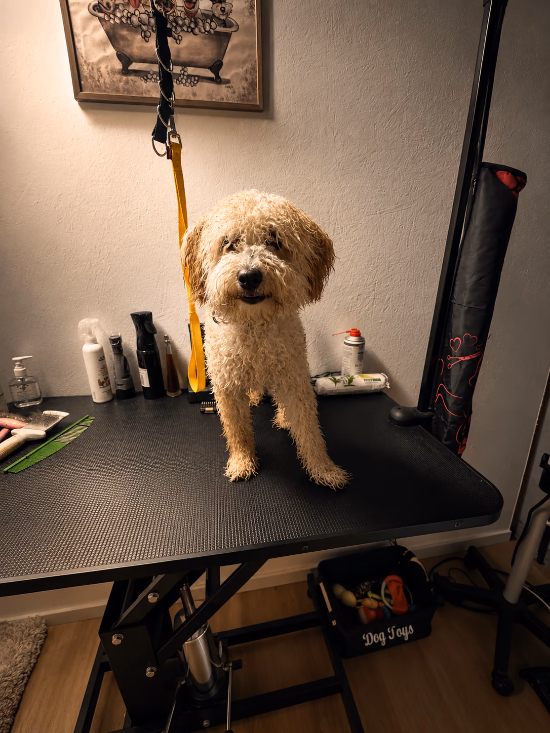 Frisch gepflegter Hund im Salon