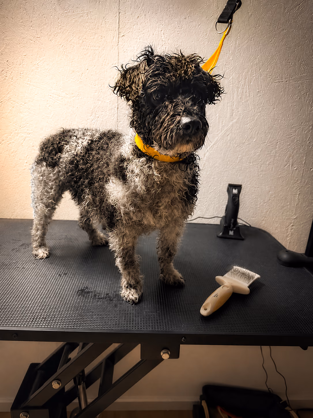 Gepflegter Hund auf dem Tisch