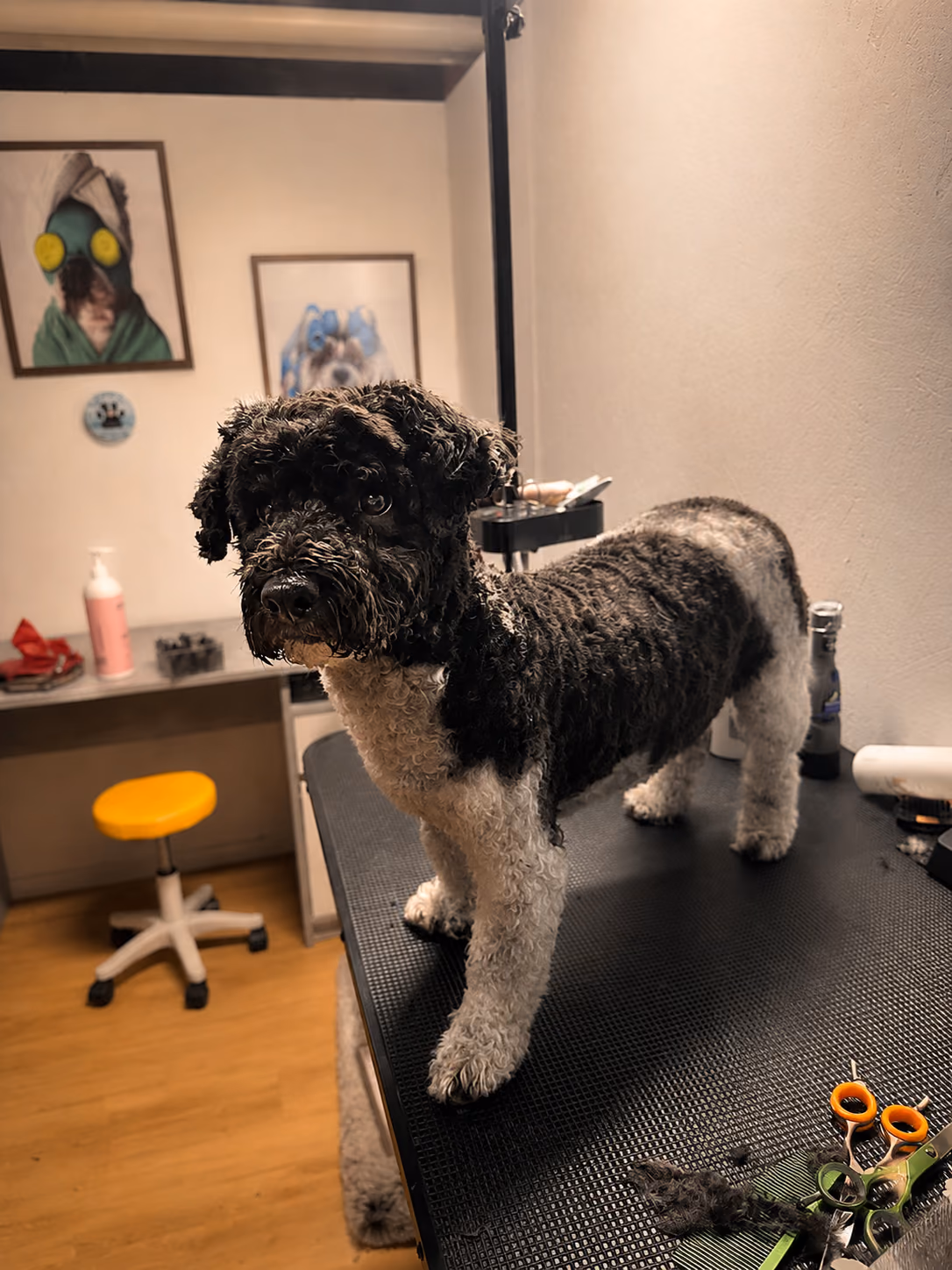 Hund nach der Fellpflege bei Trendy Tails